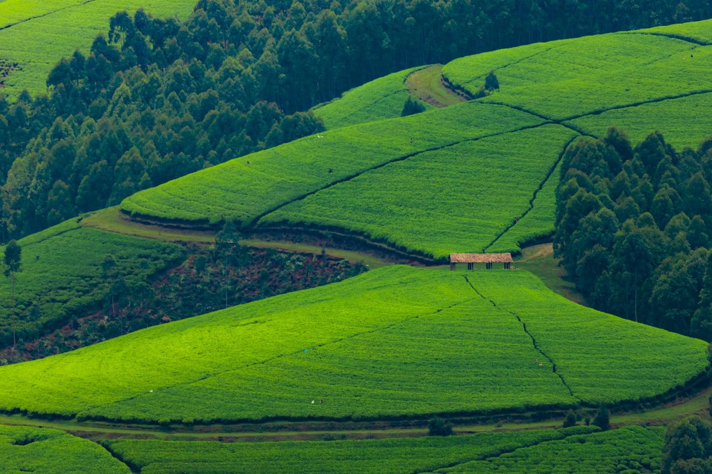 Rolling tea plantations